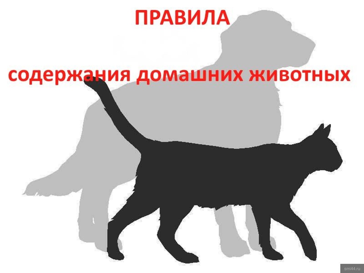 Новые требования к содержанию домашних животных ввели в Алтайском крае.